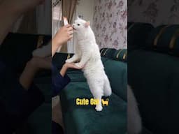 #cat #food #Hungary #cat cute cat 🐈