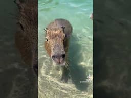 سبحان الله