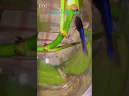 Beta