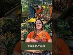 Hace un año, Costa Rica cerró sus zoológicos estatales, marcando el inicio de una nueva era 💚