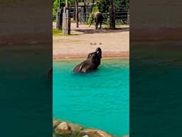 Baby Elephant Enjoys The Water And Wows Crowds At The Ft. Worth Zoo