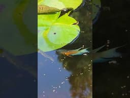 Blue Flame Paradise Fish in the 600 Gallon Tub Pond, thanks Dr. Ted! #ponds #fish