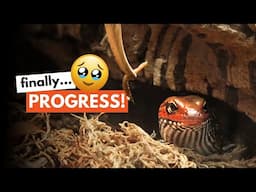 10 Weeks Of Trying To Tame My Fire Skink | HOW'S IT GOING?
