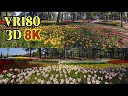 [ 8K 3D VR180 ] ひたち海浜公園のチューリップの絶景 Tulip fields at Hitachi Seaside Park in Ibaraki