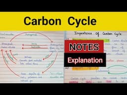 Carbon cycle | Carbon cycle in ecosystem | Environmental studies