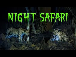 Night Safari in Panna Tiger Reserve - 4K Video Hindi | हिन्दी