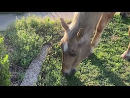 Horses Escaped Again - Sat Morning Check In