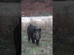 Wild boar hunting #okaysahin #youtubeshorts #wildlife