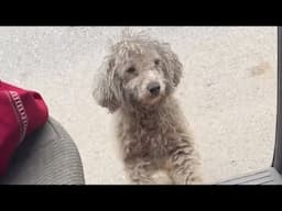 Shaking in front of the barber shop, she tried her best to run to our car and beg for help