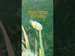 Green Onion Cycle: From Store-Bought to Seed 🌱 #organicgardening #seedsaving #greenonion