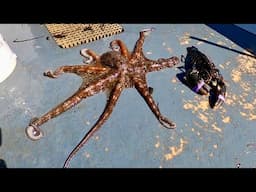 Octopus Eating my Lobsters - Catch Clean Cook Octopus!