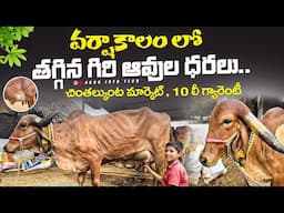 వర్షాకాలం లో తగ్గిన గిరి ఆవుల ధరలు || 10 లీ గ్యారెంటీ || Gir Cows prices in Chintalkunta market