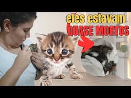 GATINHOS PERDIDOS NA ENCHORRADA COMO OS RESGATAMOS?