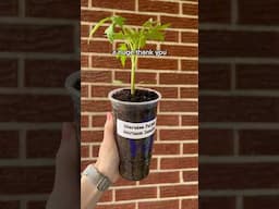 Growing in weird containers is the fun part of gardening for me! #shorts #containergardening #garden