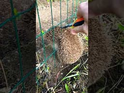 Rescuing a hedgehog 💖