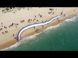 Rare Fish Washed Up On Beach Just Before A Mega Earthquake Shocked the Whole World