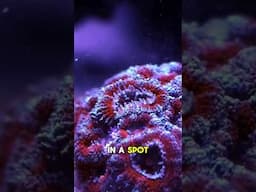 Will You Feed That Coral? #brstv
