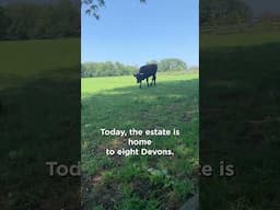 🐂 George Washington's Red Devon Cattle