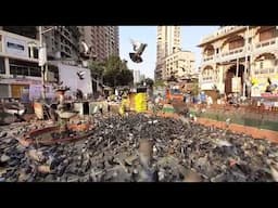 Dadar Kabutar Khana in Mumbai 🕊