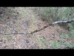 New Country Wild Hog Hunting/Exploring/Scouting