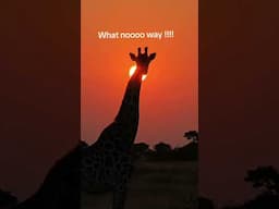 Giraffe in Kruger Park Sunset #giraffe #kruger #southafrica #wildanimal #safari #krugernationalpark