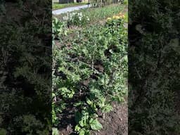 Winter food forest