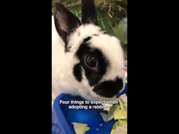 What to expect when adopting a rabbit