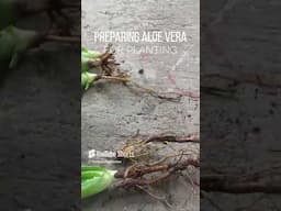 Preparing Aloe vera for Planting