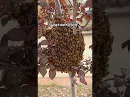 Saving Bees