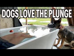 Cold Plunge and Dogs!