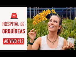 Como CUIDAR de ORQUÍDEAS em CASA com CAROL COSTA