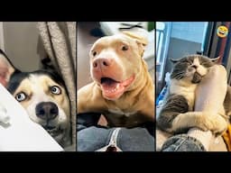 Funny ANIMALS videos 😊 Funniest CATS 😺 and DOGS 🐶 2025