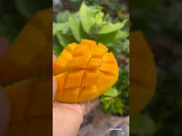 Do you like Mangoes 🥭? 😍 #shorts #fruits #garden