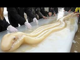 Prehistoric Creatures Discovered in Ice That Shouldn't Exist