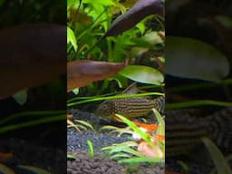 StephenP's Non-CO2 Injected Planted Tanks. They exist.