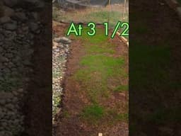 Time Lapse #Backyard #Grass Transformation #outdoorliving #lawn #landscaping