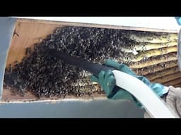 Over 30,000 bees living in a massive hive.