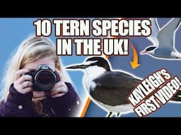 10 TERN SPECIES SEEN IN THE UK! KAYLEIGH'S FACTS.