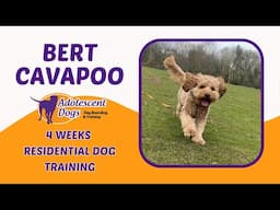 Bert the Cavapoo | 4 Weeks Residential Dog Training