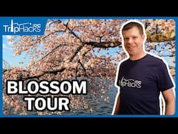 Washington DC Cherry Blossom 2025 Virtual Tour 🌸 4K Narrated