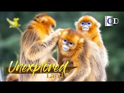 How come the preference for female offspring in snub-nosed monkey's tradition? | China Documentary