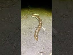 Watch the sand boa disappearing into the soil