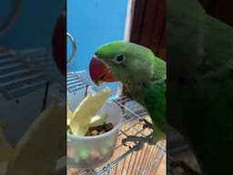 Cute parrot #pet #pets #petbirds #parrots #apple