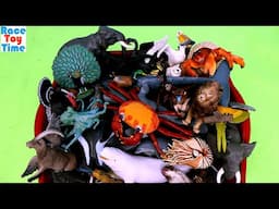 Huge Realistic Land & Sea Creatures Animal Figurines Collection - Up Close!