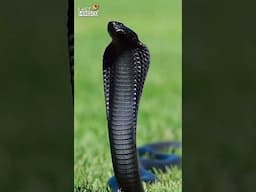 Why Turtles Hate Black Color?🤔