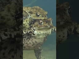 Love hug of frogs #nature #amphibians #love #frog