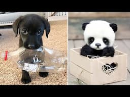Funniest Animals 2025 😂 Best Funny Cats and Dogs 😻🐶 Part  12 | Cute Baby Dogs