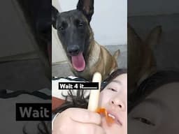The weirdest way to give your dog treats! #dog #dogs