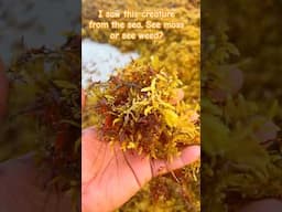 Saw this creature from the sea!  Sea Moss or Seaweed  #magicseaweed