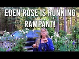 Cottage Entrance Garden Tour June 2025- mystery rose, phlox, iris and perennials!